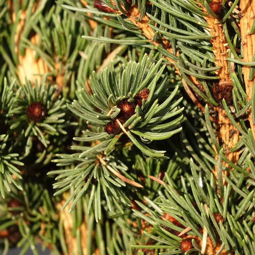 Picea pungens Lucky Strike (Laub)