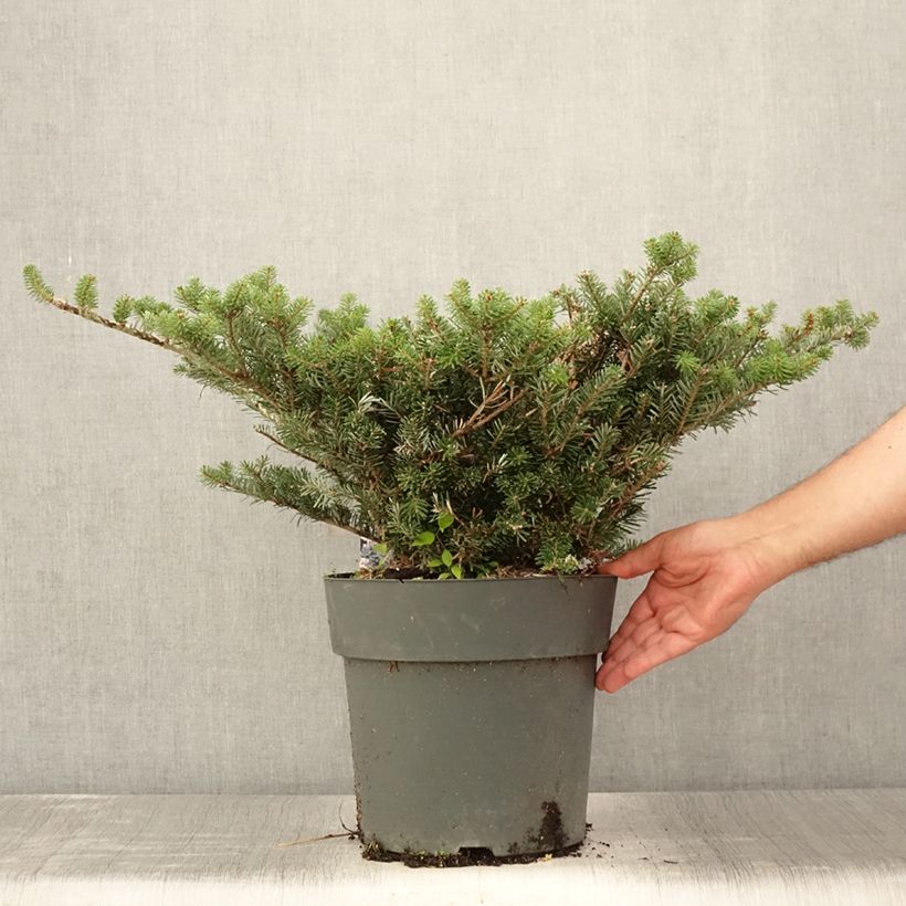 Exemplar von Abies koreana Green Carpet - Koreanische Tanne Topf mit 3L/4L wie im Sommer geliefert