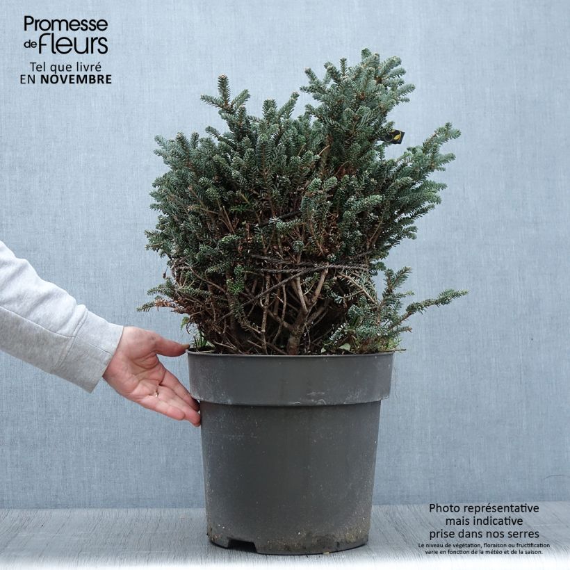 Exemplar von Abies koreana Oberon - Koreanische Tanne Stück wie im Herbst geliefert
