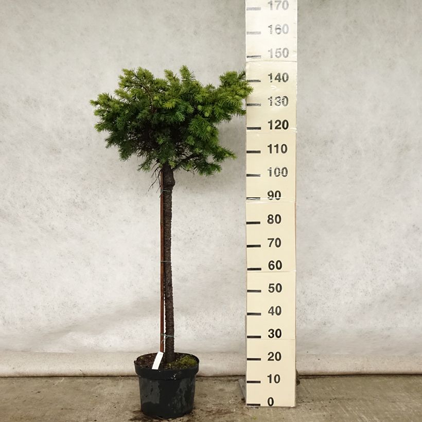 Exemplar von Pseudotsuga menziesii Fletcheri - Douglasie Topf mit 7,5L/10L wie im Sommer geliefert
