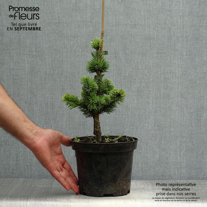 Exemplar von Pseudotsuga menziesii Pannenhoef - Douglasie Topf mit 3L/4L wie im Herbst geliefert