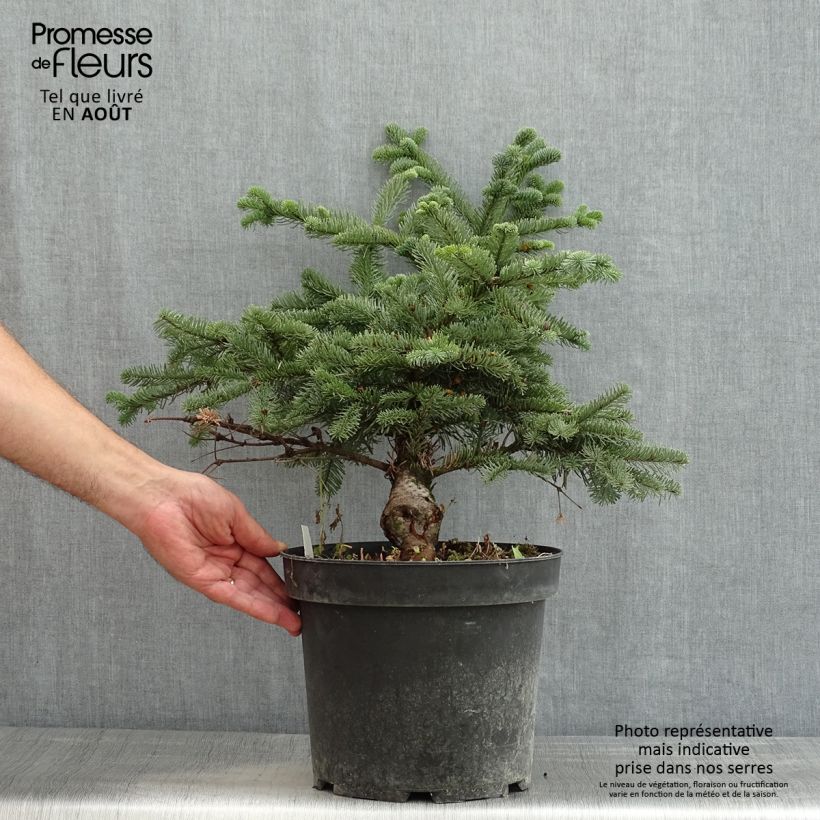 Exemplar von Abies procera Bizzarro - Edel-Tanne Topf mit 7,5L/10L wie im Sommer geliefert