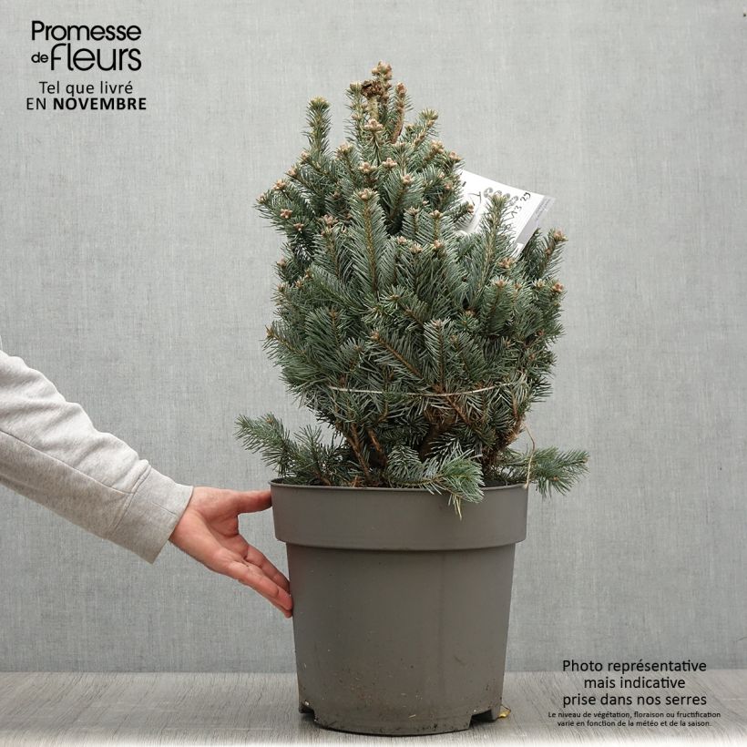 Exemplar von Abies lasiocarpa var. arizonica Compacta - Zwerg-Korktanne Topf mit 2L/3L wie im Herbst geliefert
