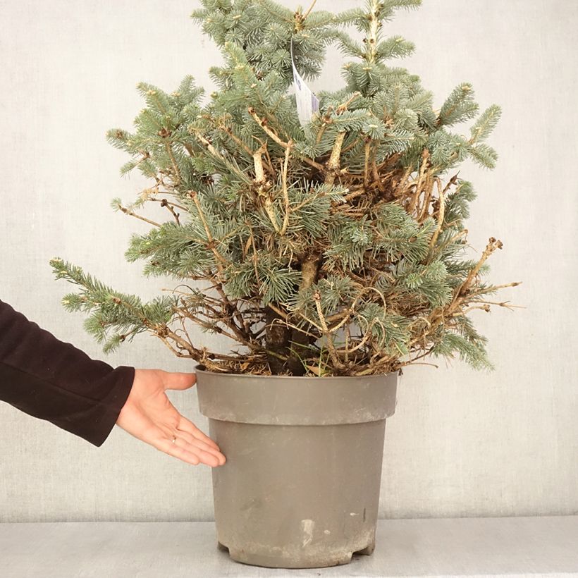 Exemplar von Abies lasiocarpa var. arizonica Compacta - Zwerg-Korktanne Topf mit 2L/3LGelieferte Höhe ca. 30/40cm wie im Frühjahr geliefert