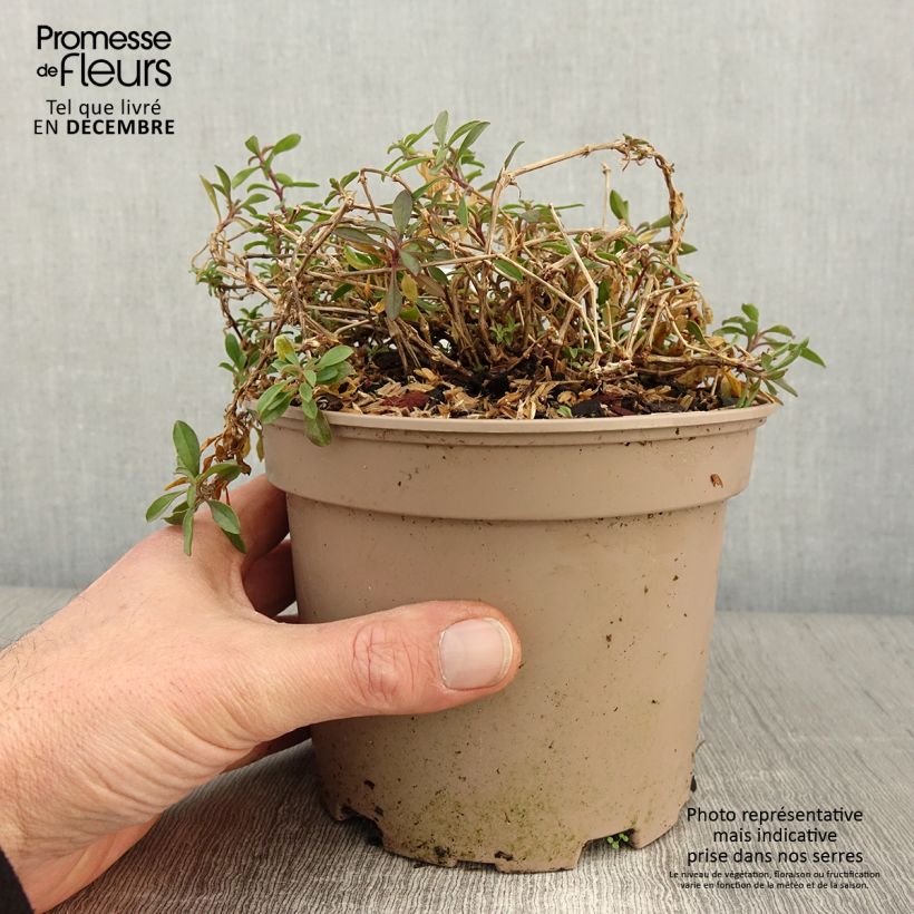Exemplar von Saponaria ocymoides - Rotes Seifenkraut Topf mit 2L/3L wie im Herbst geliefert