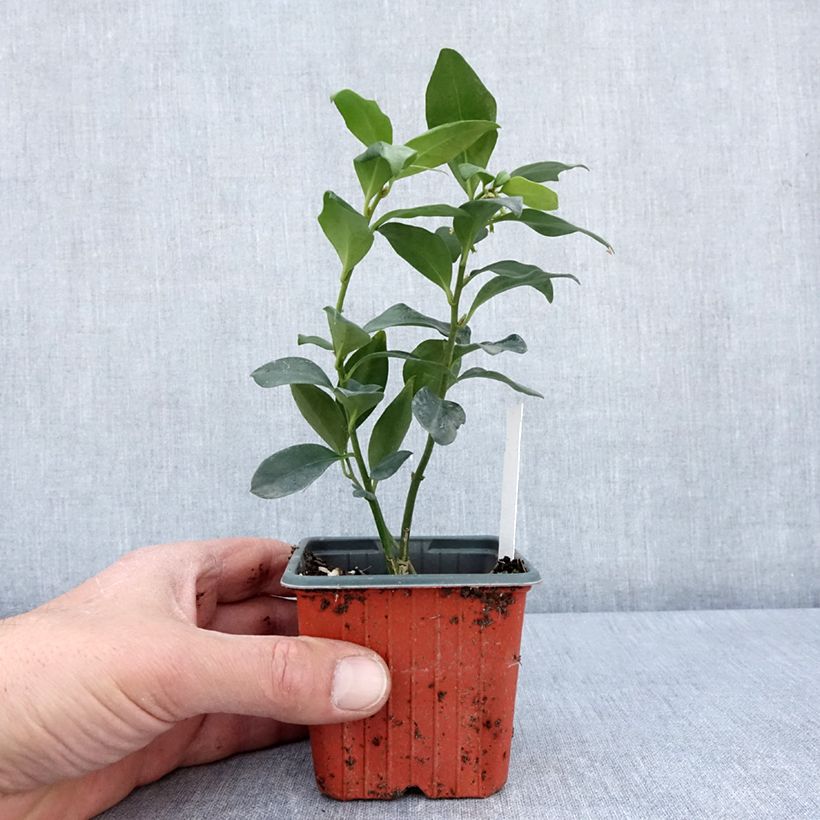 Exemplar von Sarcococca hookeriana var. humilis - Schleimbeere Kleine Töpfe von 8/9 cmGelieferte Höhe ca. 10/15cm wie im Frühjahr geliefert