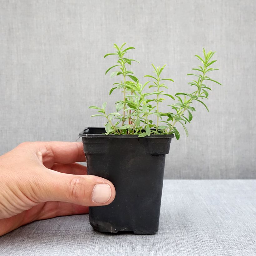 Exemplar von Bohnenkraut citriodora - Satureja montana Kleine Töpfe von 8/9 cm wie im Sommer geliefert