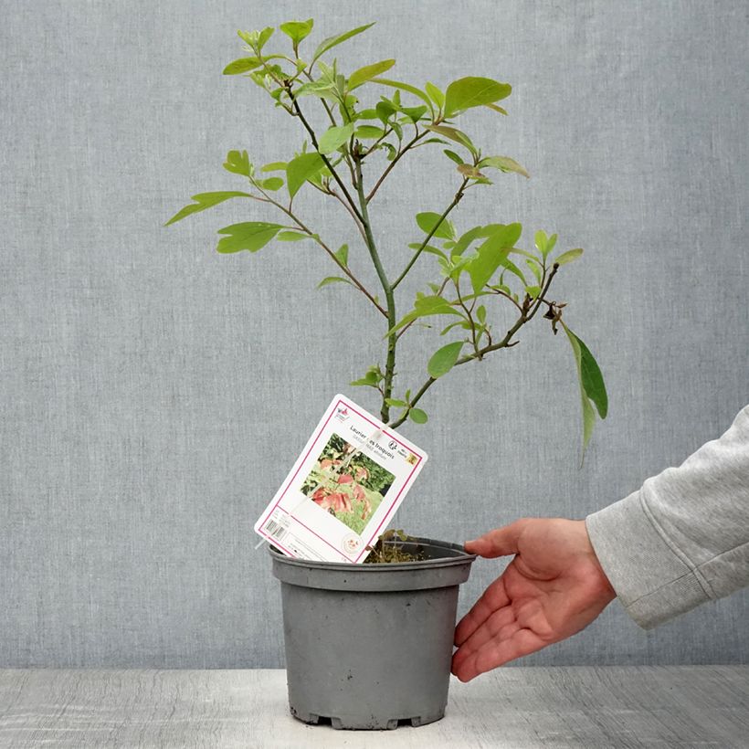 Exemplar von Sassafras albidum - Sassafrasbaum Topf mit 3L/4L wie im Sommer geliefert