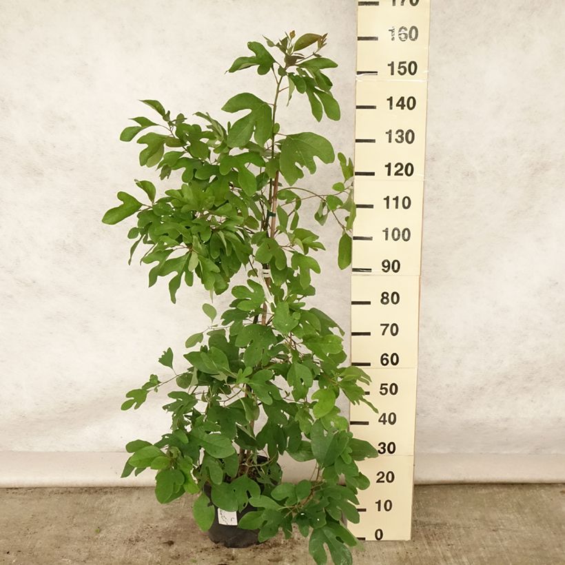 Exemplar von Sassafras albidum - Sassafrasbaum Topf mit 7,5L/10L wie im Sommer geliefert