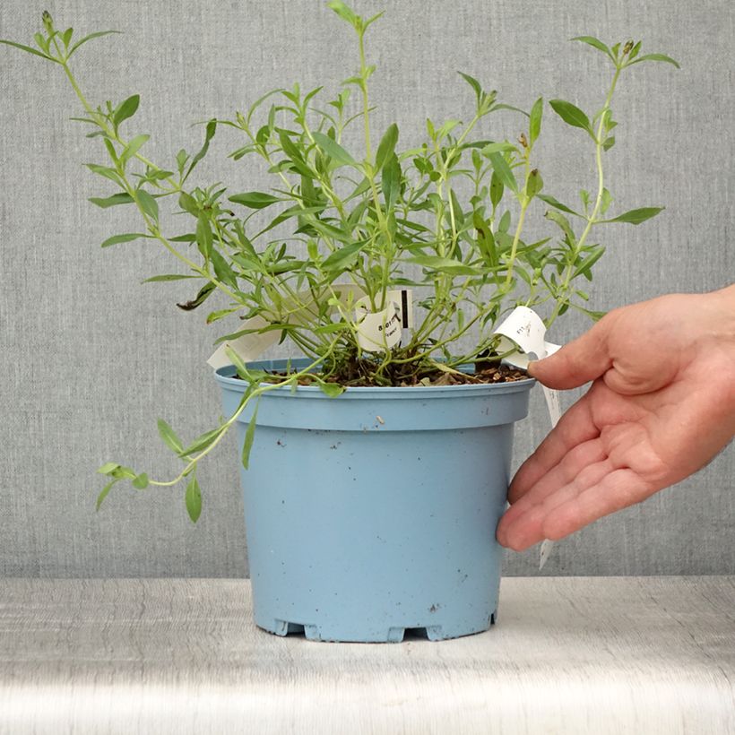 Exemplar von Salvia microphylla Blue Note Topf mit 2L/3L wie im Sommer geliefert