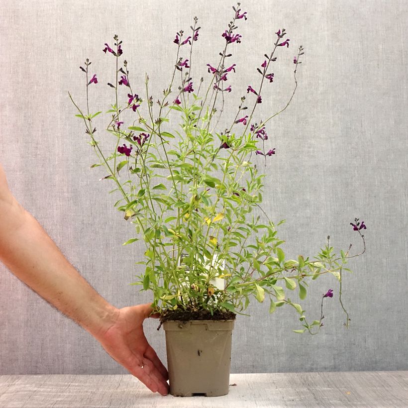 Exemplar von Salvia microphylla Nachtvlinder Topf mit 2L/3L wie im Sommer geliefert
