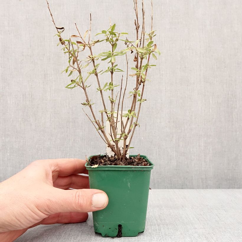 Exemplar von Salvia greggii Mirage Burgundy - Strauchiger Salbei Kleine Töpfe von 8/9 cm wie im Winter geliefert