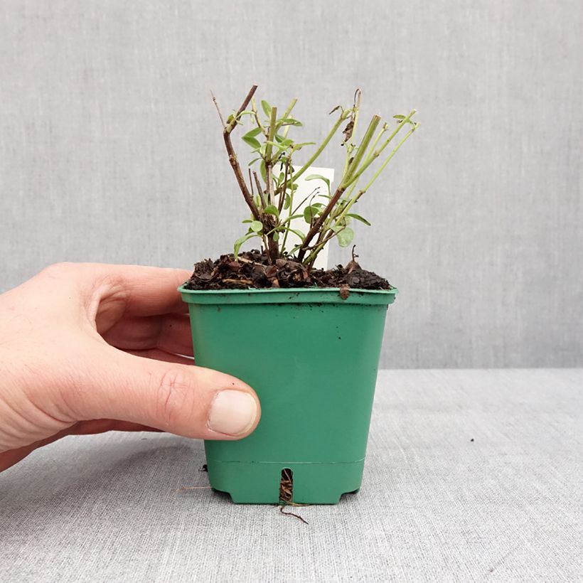 Exemplar von Salvia greggii Mirage Salmon - Strauchiger Salbei Kleine Töpfe von 8/9 cm wie im Winter geliefert
