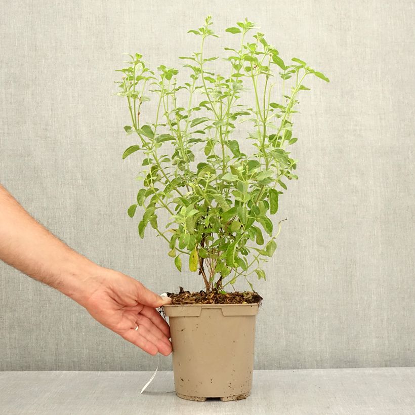 Exemplar von Salvia microphylla So Cool Pale Blue Topf mit 3L/4L wie im Sommer geliefert