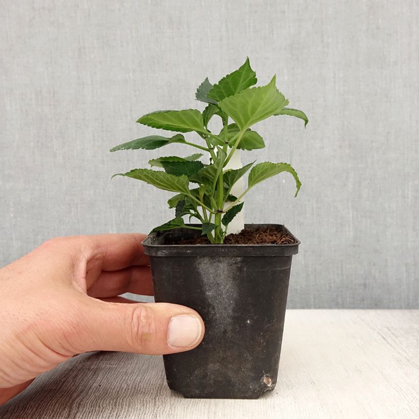 Exemplar von Feuer-Salbei Gogo Purple - Salvia Topf 10 cm/11cm wie im Frühjahr geliefert