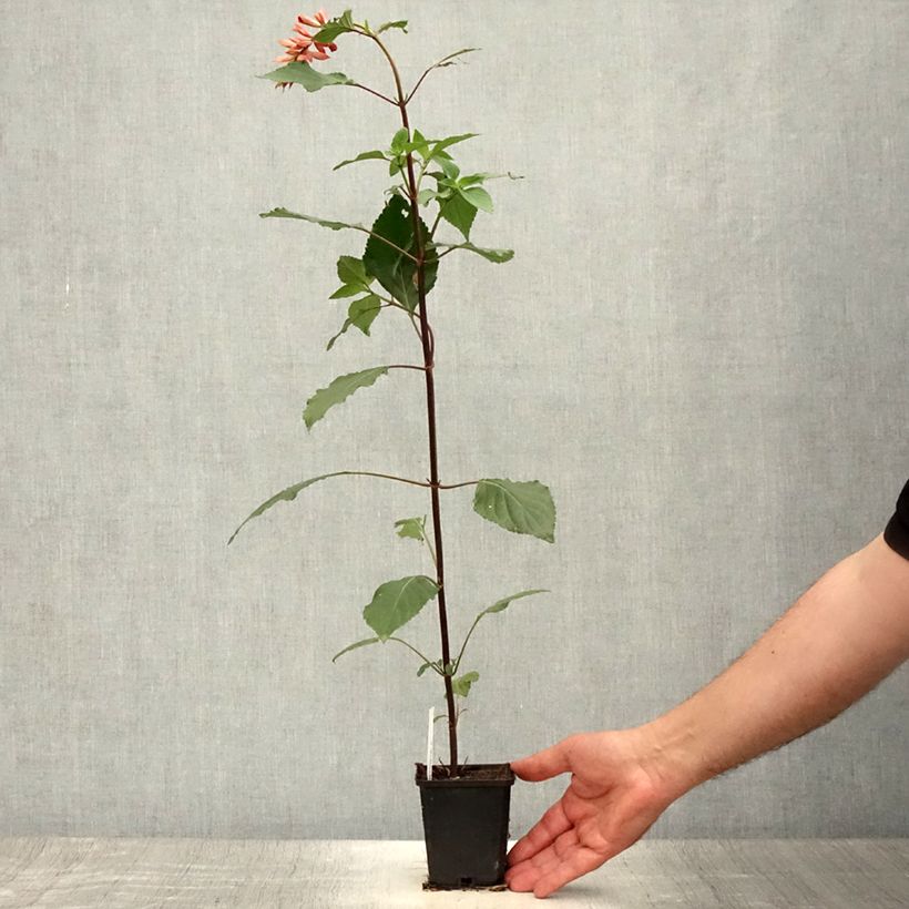 Exemplar von Salvia hybrida Ember's Wish - Salbei Kleine Töpfe von 8/9 cm wie im Sommer geliefert