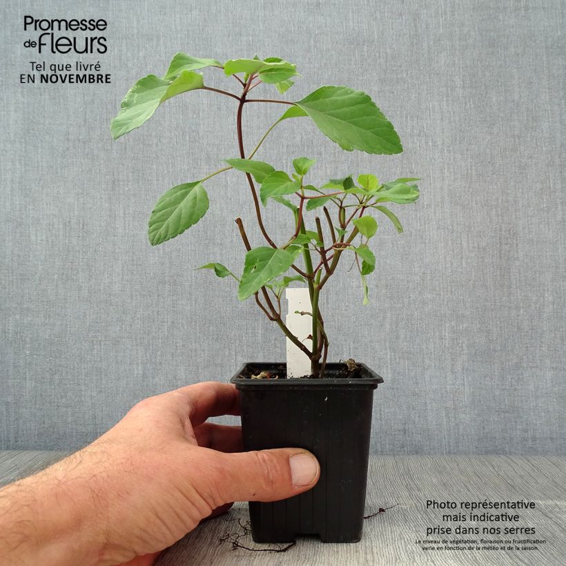 Exemplar von Salvia Wendy's Wish - Ziersalbei Kleine Töpfe von 8/9 cm wie im Herbst geliefert