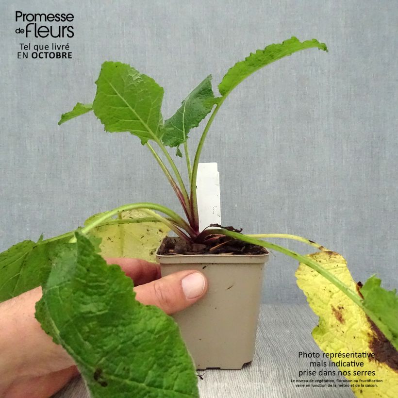 Exemplar von Salvia forsskaolei - Balkan-Salbei Kleine Töpfe von 8/9 cm wie im Herbst geliefert