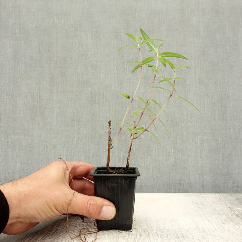 Exemplar von Salvia leucantha - Strauchige Salbei Kleine Töpfe von 7/8 cm wie im Herbst geliefert