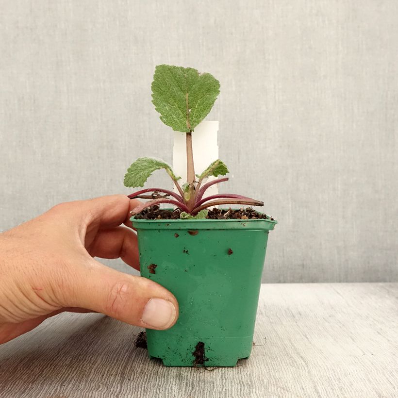 Exemplar von Muskat-Salbei - Salvia sclarea Kleine Töpfe von 8/9 cm wie im Herbst geliefert