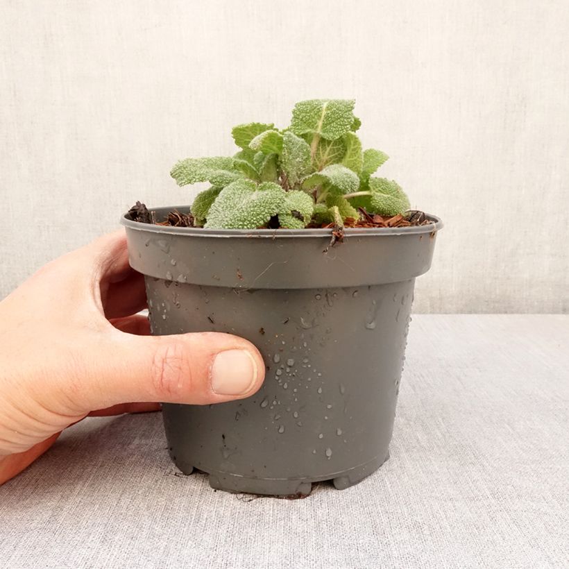 Exemplar von Muskat-Salbei - Salvia sclarea Kleine Töpfe von 8/9 cm wie im Frühjahr geliefert
