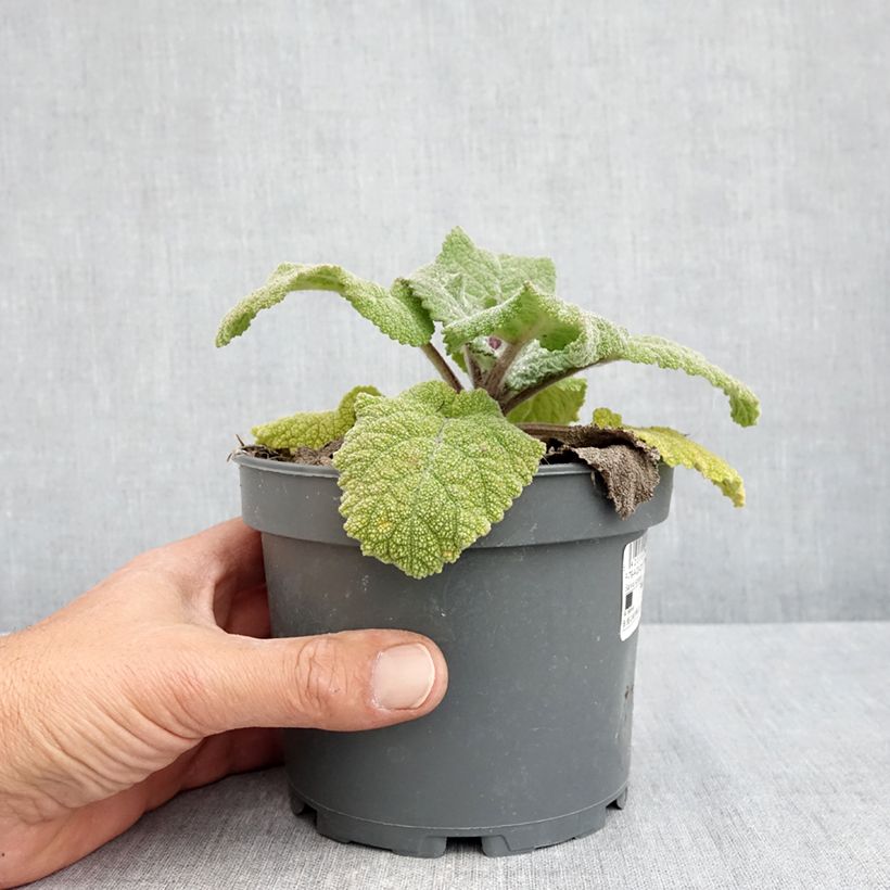 Exemplar von Muskat-Salbei - Salvia sclarea Topf mit 1,5L/2L wie im Frühjahr geliefert