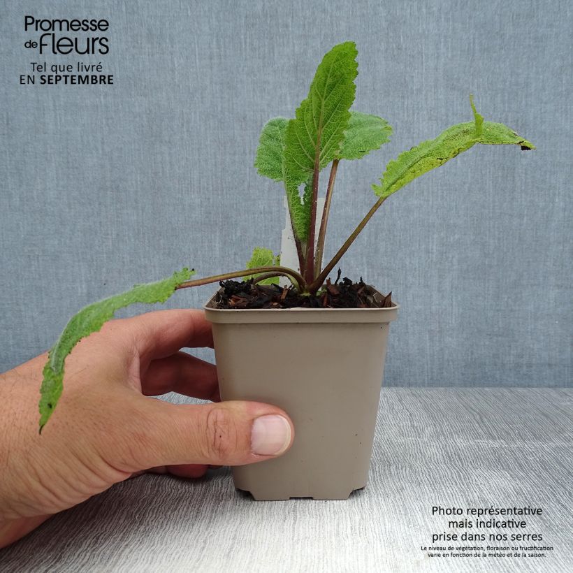 Exemplar von Muskat-Salbei Vatican White - Salvia sclarea Kleine Töpfe von 8/9 cm wie im Sommer geliefert
