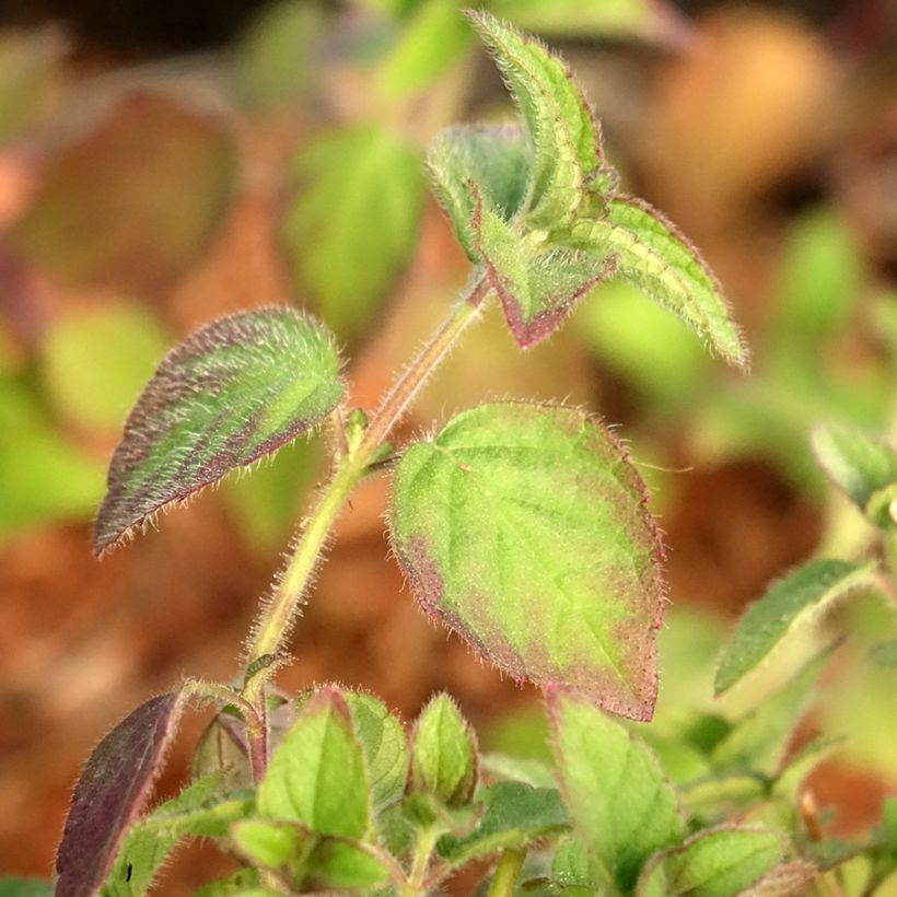 Zierlicher Salbei Tangerine - Salvia elegans (Laub)