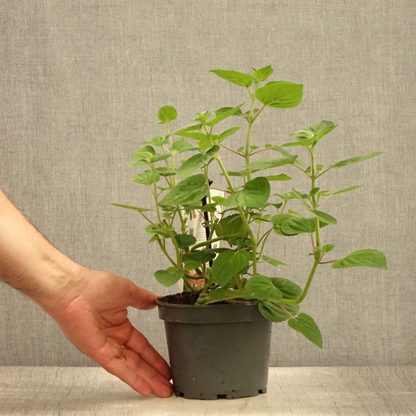 Exemplar von Zierlicher Salbei Tangerine - Salvia elegans Topf mit 1,5L/2L wie im Sommer geliefert