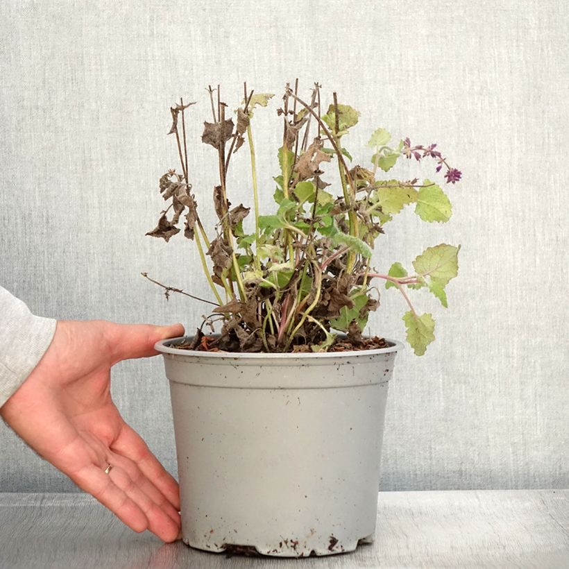 Exemplar von Salvia verticillata Purple Rain - Quirlblättriger Salbei Topf mit 3L/4L wie im Herbst geliefert