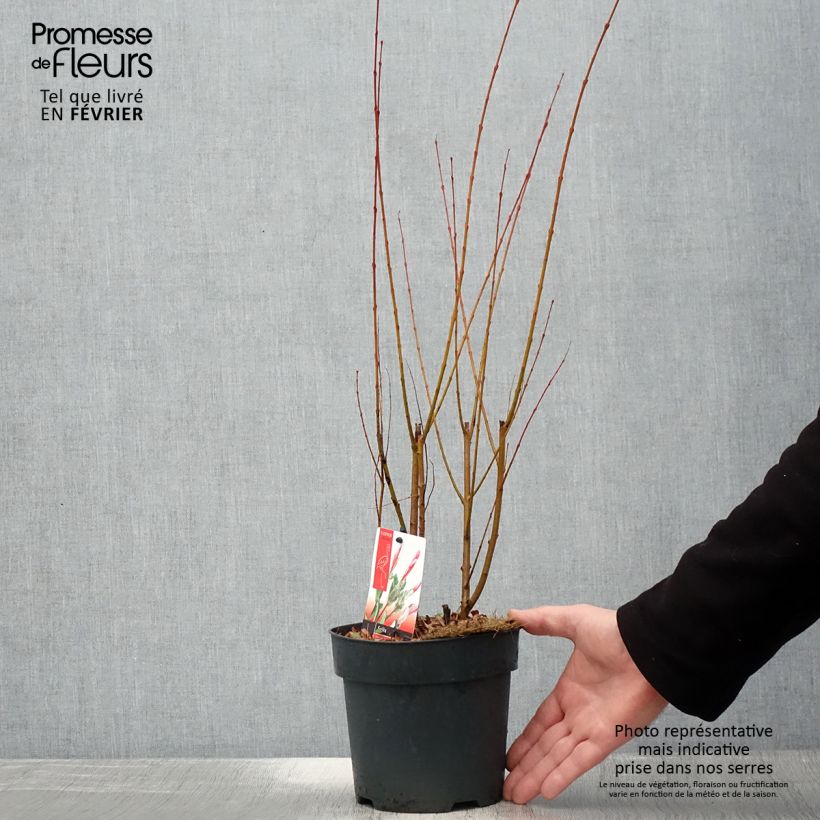 Exemplar von Harlekinweide Flamingo - Salix integra Topf mit 2L/3L wie im Winter geliefert