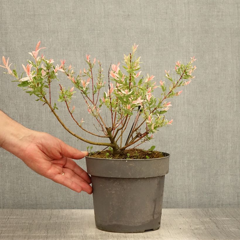Exemplar von Harlekinweide Flamingo - Salix integra Topf mit 2L/3L wie im Frühjahr geliefert