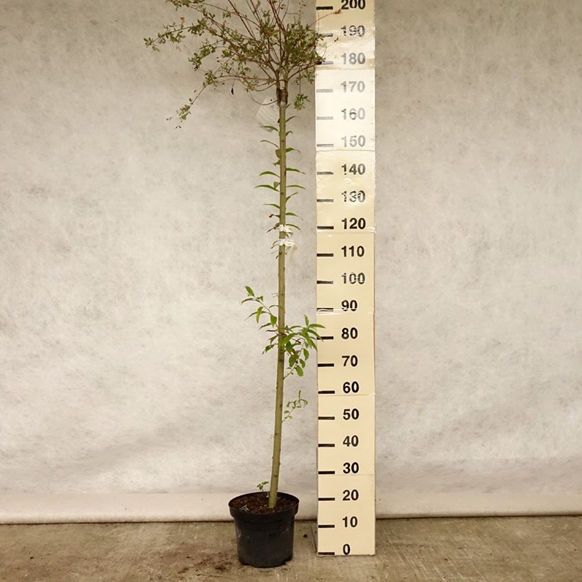 Exemplar von Harlekinweide Hakuro Nishiki - Salix integra Topf mit 7,5L/10L wie im Sommer geliefert