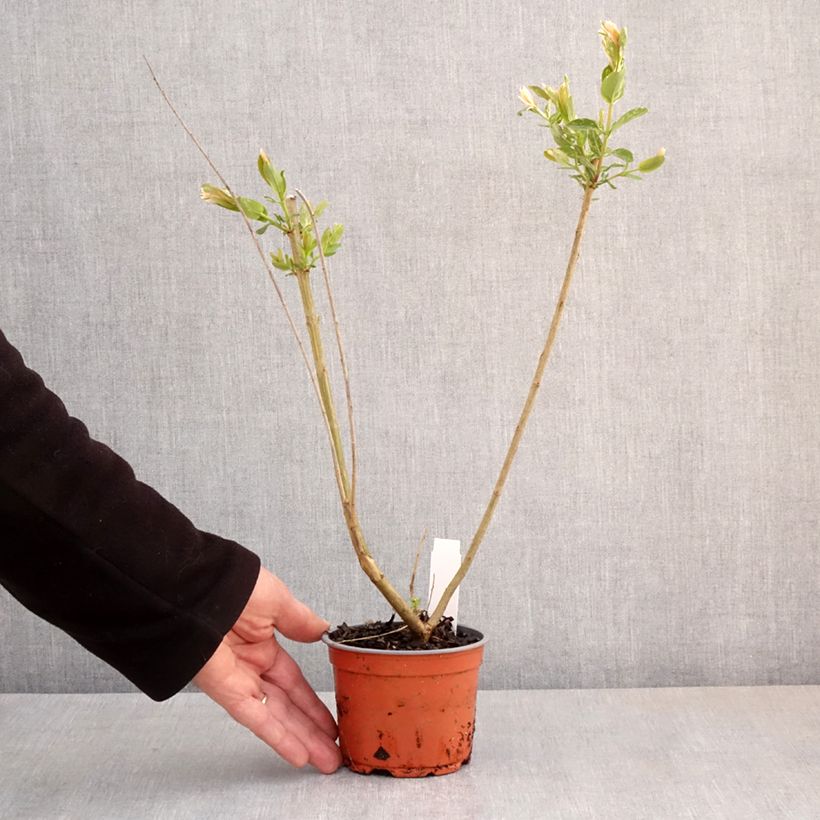 Exemplar von Harlekinweide Hakuro Nishiki - Salix integra Topf 10 cm/11cm wie im Frühjahr geliefert
