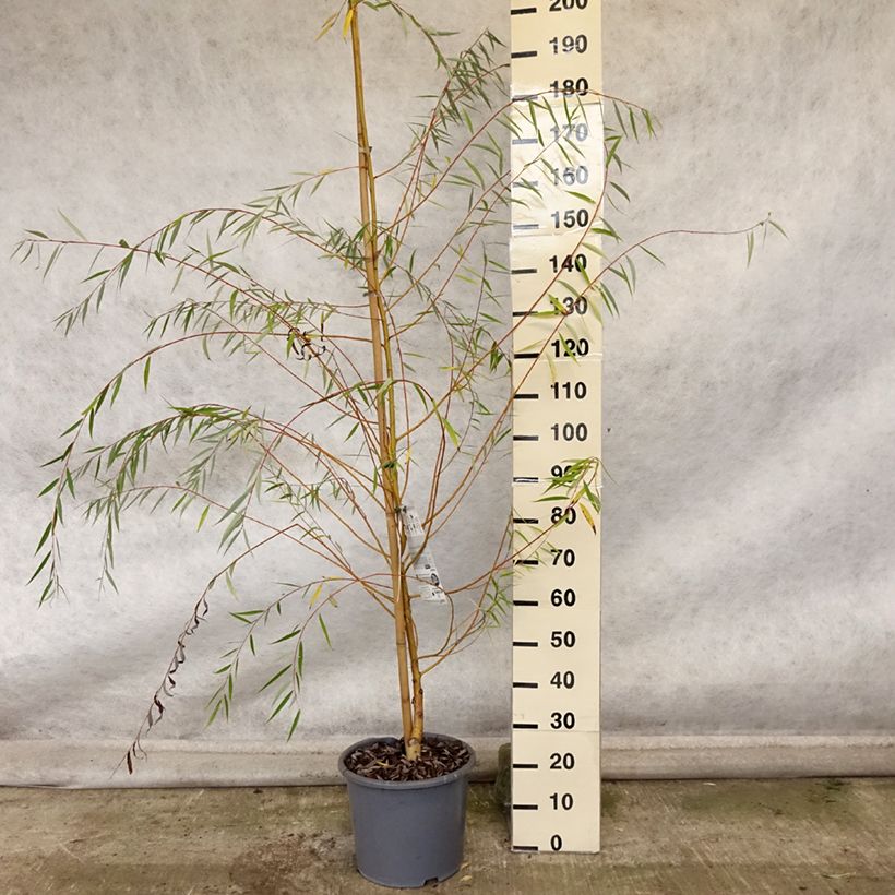 Exemplar von Silber-Weide Tristis - Salix alba Topf mit 12L/15L wie im Herbst geliefert
