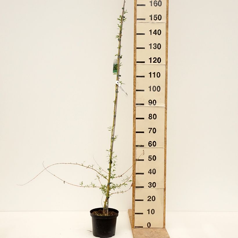 Exemplar von Silber-Weide Tristis - Salix alba Topf mit 4L/5L wie im Frühjahr geliefert