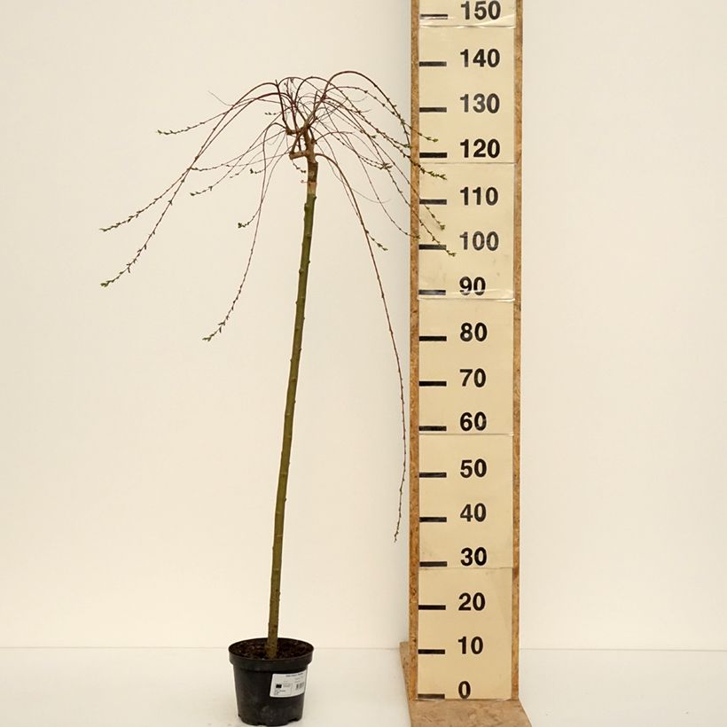 Exemplar von Harlekinweide Pendula -  Salix integra Topf mit 3L/4LGelieferte Höhe ca. 115/+cm wie im Frühjahr geliefert