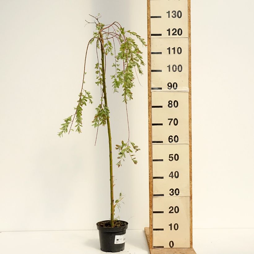 Exemplar von Harlekinweide Pendula -  Salix integra Topf mit 3L/4L wie im Sommer geliefert