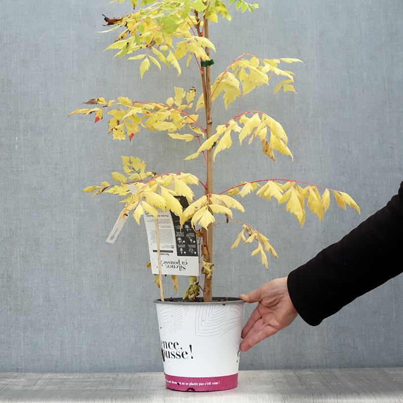 Exemplar von Koelreuteria paniculata Coral Sun - Blasenesche Topf mit 3L/4L wie im Herbst geliefert
