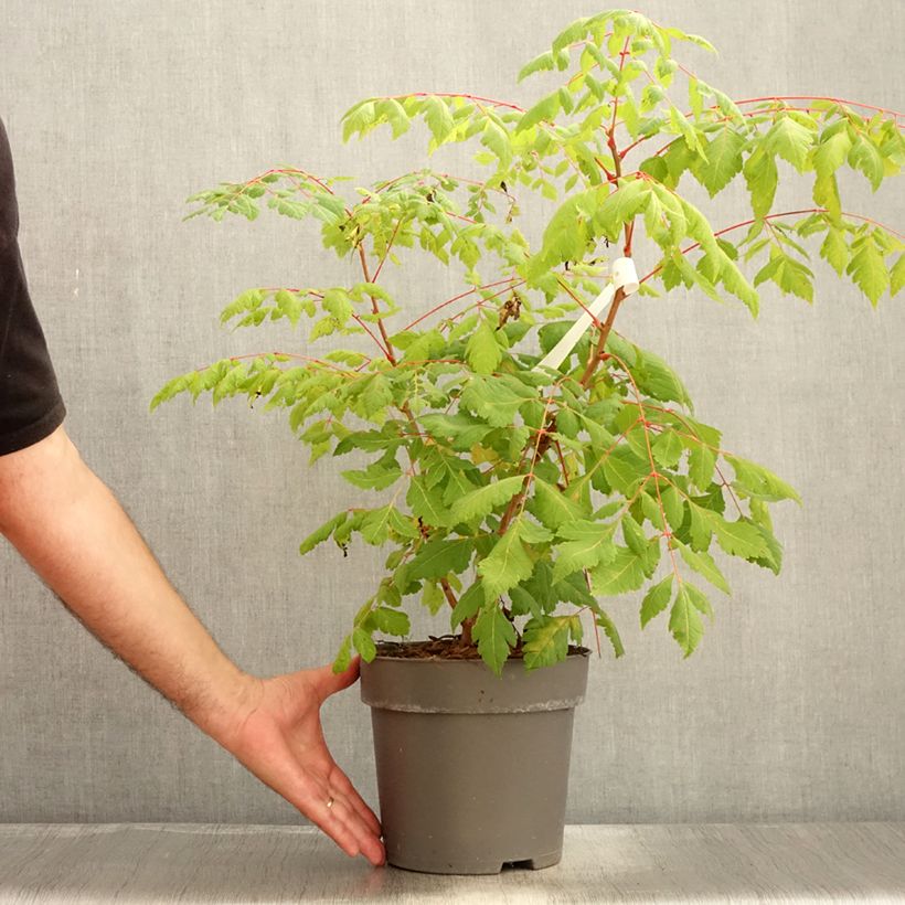 Exemplar von Koelreuteria paniculata Coral Sun - Blasenesche Topf mit 7,5L/10L wie im Sommer geliefert