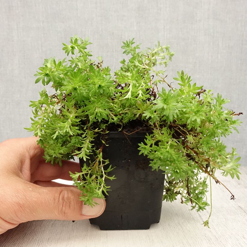 Exemplar von Saxifraga arendsii Compactum - Garten-Moos-Steinbrech Kleine Töpfe von 8/9 cm wie im Sommer geliefert