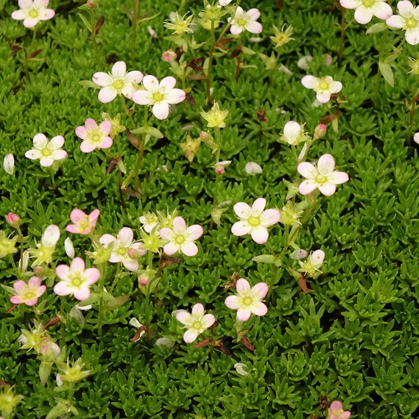 Saxifraga arendsii Compactum - Garten-Moos-Steinbrech (Blüte)