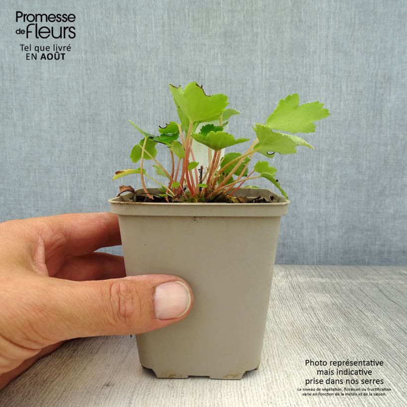 Exemplar von Saxifraga cortusifolia Shiranami - Herbst-Steinbrech Kleine Töpfe von 8/9 cm wie im Sommer geliefert
