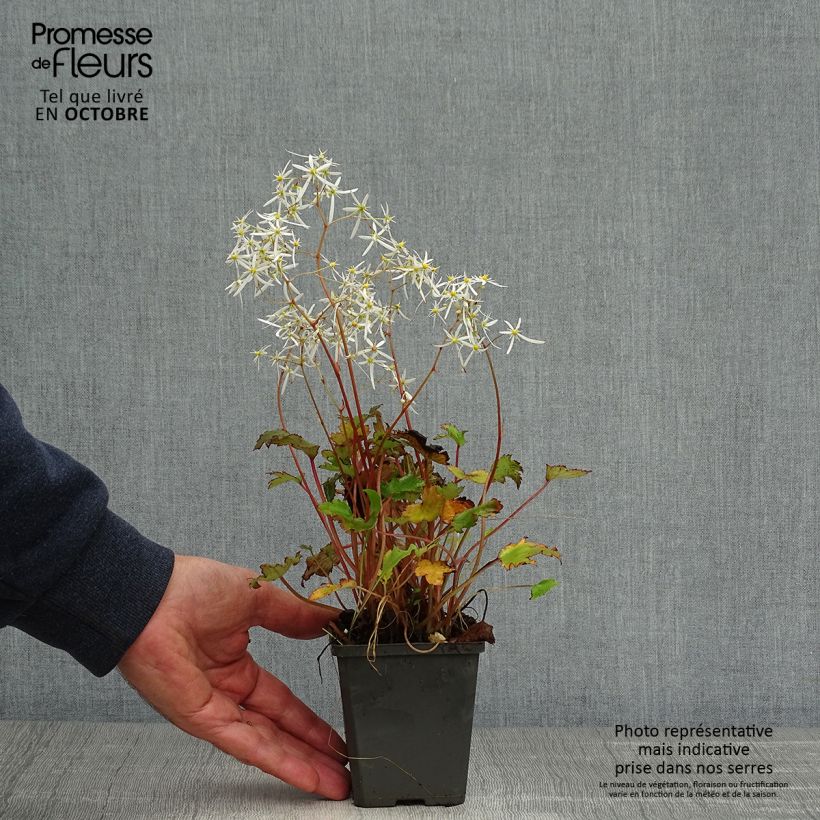 Exemplar von Saxifraga fortunei Rubrifolia - Herbst-Steinbrech Kleine Töpfe von 8/9 cm wie im Herbst geliefert