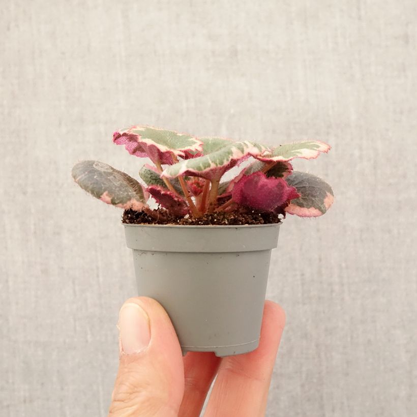 Exemplar von Judenbart - Saxifraga stolonifera Variegata Mini-plante wie im Frühjahr geliefert