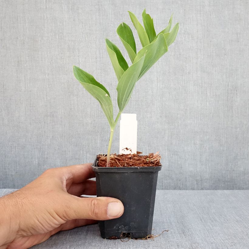 Exemplar von Polygonatum multiflorum - Weißwurz Kleine Töpfe von 8/9 cm wie im Sommer geliefert