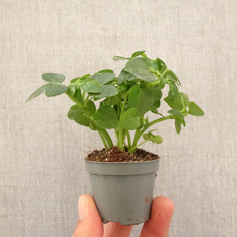 Exemplar von Schefflera arboricola - Kleine Strahlenaralie Mini-plante wie im Frühjahr geliefert