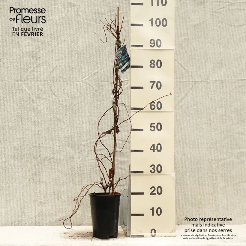 Exemplar von Schisandra chinensis - Chinesisches Spaltkörbchen Topf mit 2L/3L wie im Winter geliefert