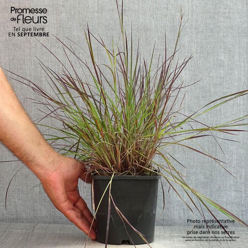 Exemplar von Schizachyrium scoparium Colorado - Blaugraues Präriegras Topf mit 2L/3L wie im Sommer geliefert