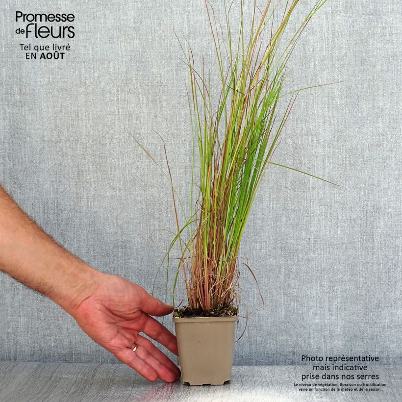 Exemplar von Schizachyrium scoparium Blaze - Blaugraues Präriegras Kleine Töpfe von 8/9 cm wie im Sommer geliefert